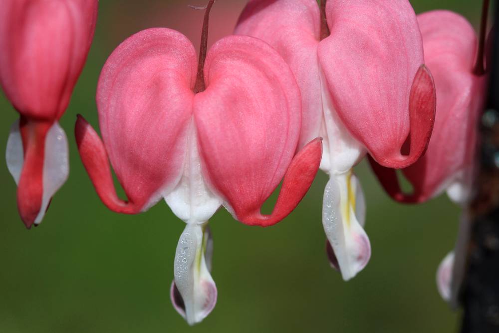 Bleeding Hearts